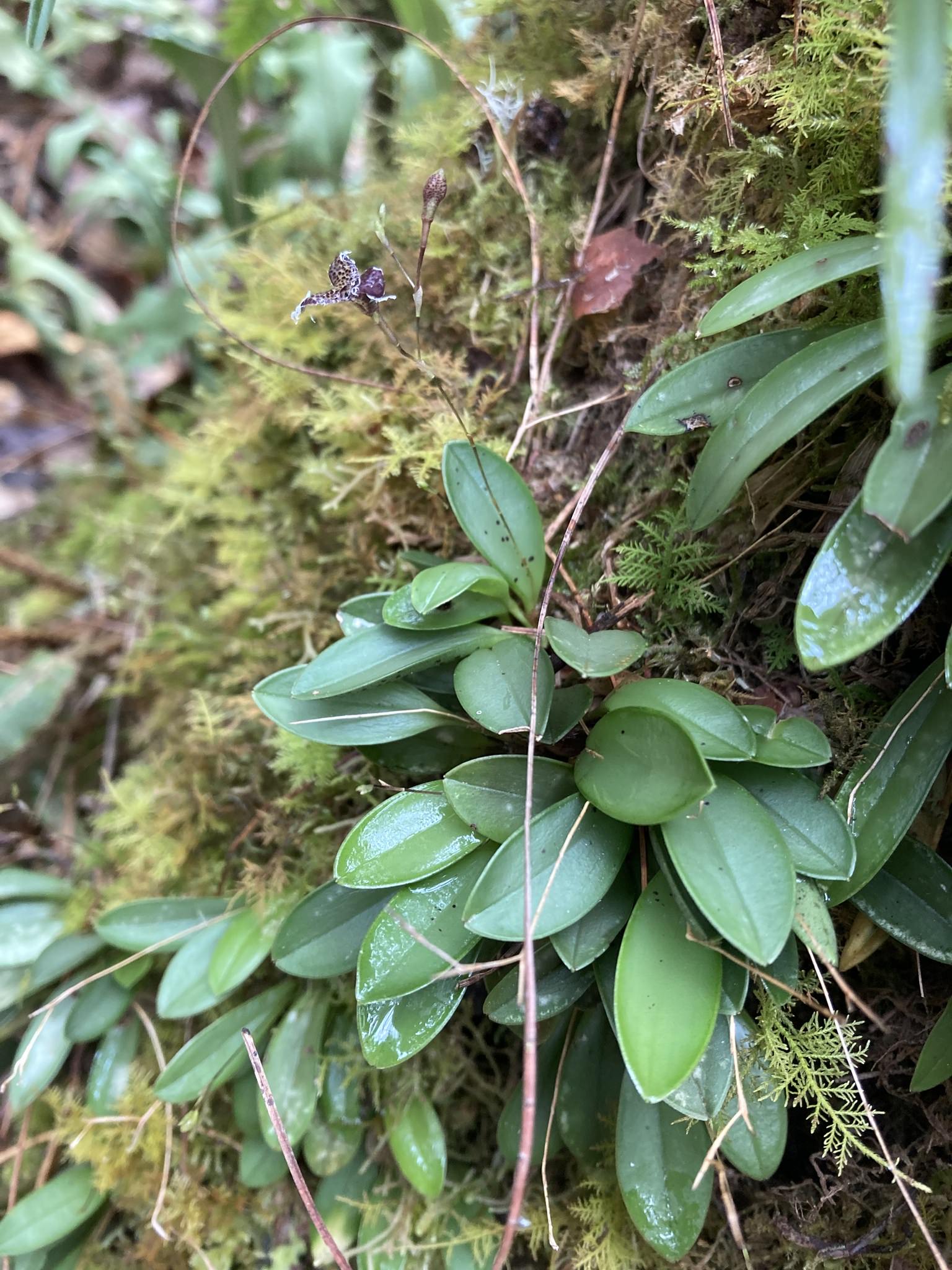 Stelis ornata